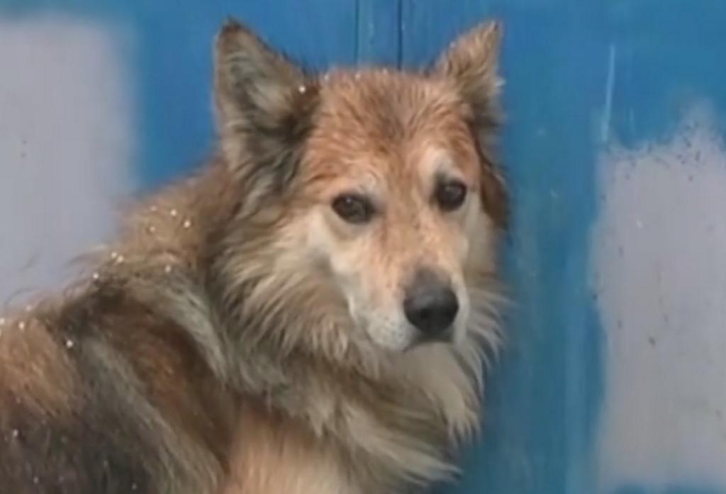 Σκιάθος: Σκότωσε σκύλο με αεροβόλο στα καλά καθούμενα – Η εικόνα που προκαλεί οργή και βάζει σε σκέψεις