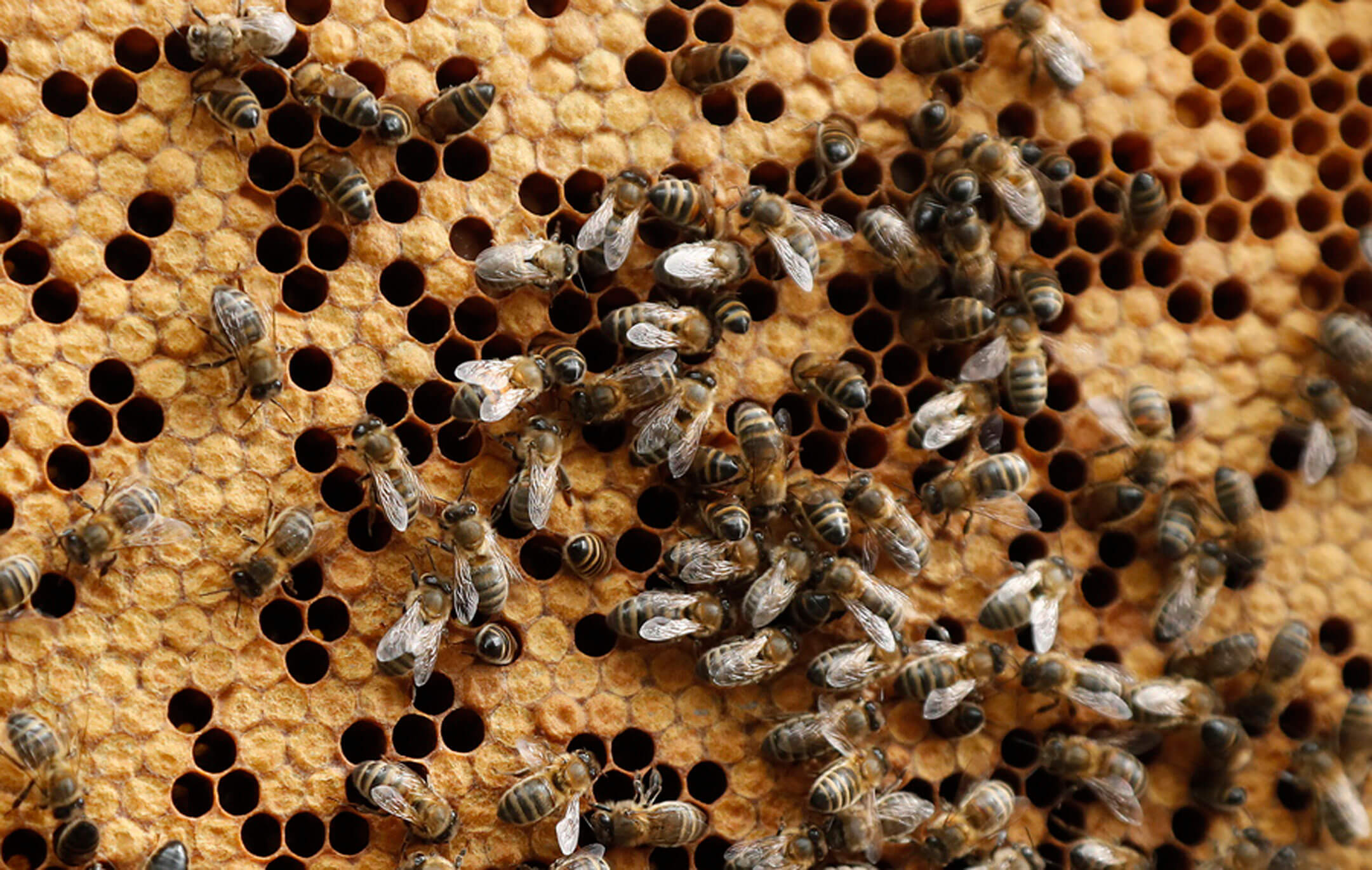 Σε κρίσιμη κατάσταση ένας 70χρονος που δέχτηκε επίθεση από χιλιάδες μέλισσες