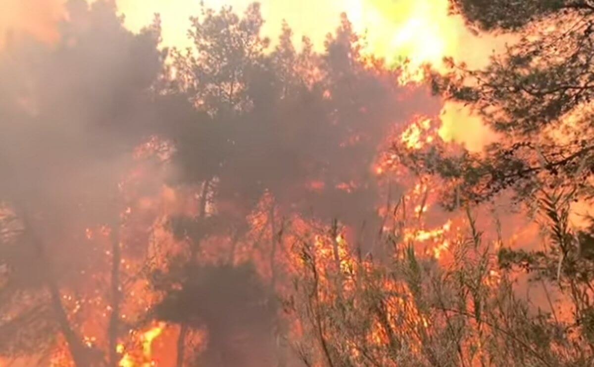 Ηλεία: Νέες εικόνες καταστροφής από τη φωτιά στο δάσος της Στροφυλιάς – Το έγκλημα και η τιμωρία – video