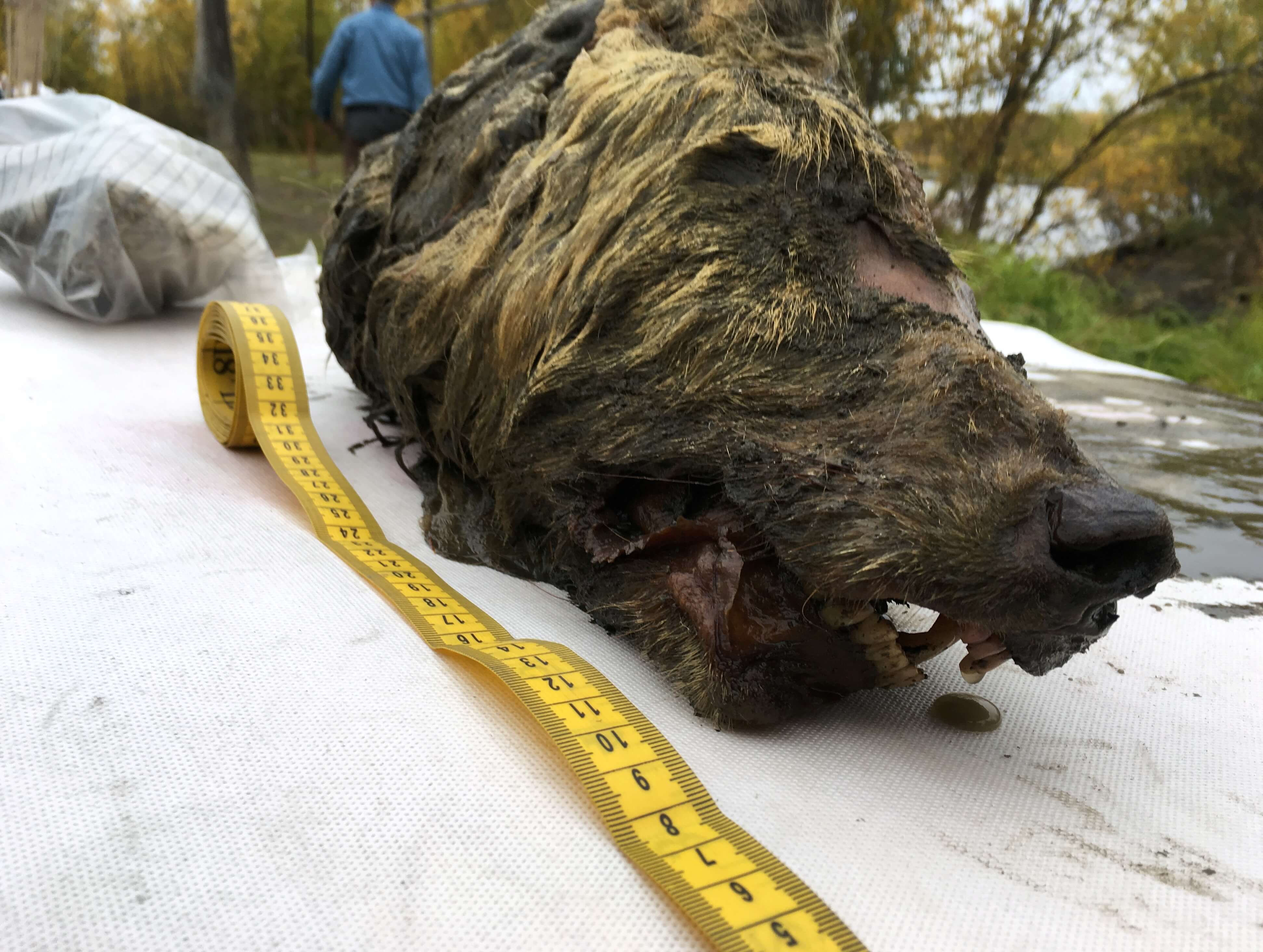 Απίστευτο! Βρέθηκε κεφάλι τεράστιου προϊστορικού λύκου ηλικίας 40.000 ετών στη Σιβηρία – Video