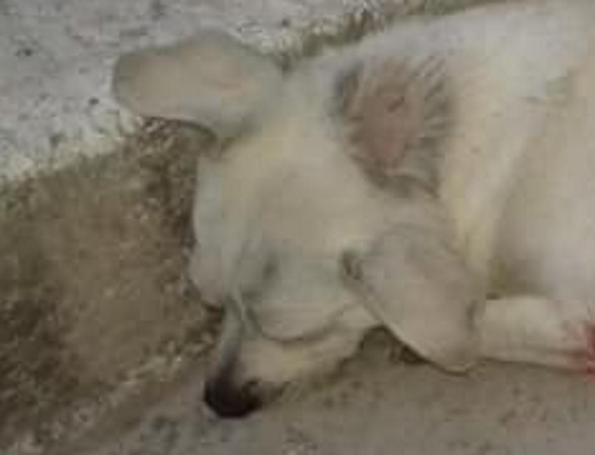 Κέρκυρα: Σκότωσε τον σκύλο επειδή πήγε να ζευγαρώσει – Οργή μετά τις σκληρές εικόνες!