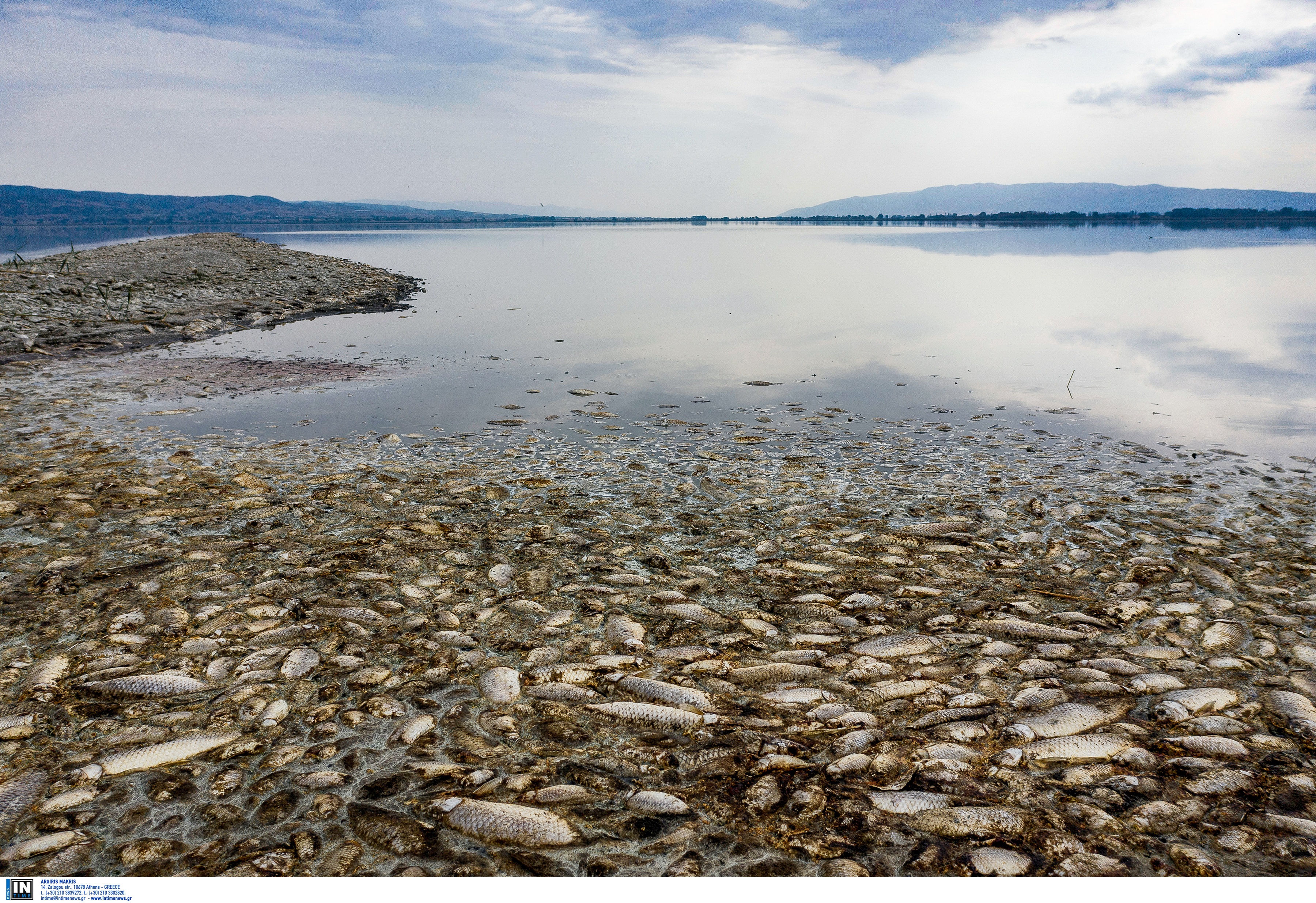 Εκατοντάδες νεκρά ψάρια στη λιμνοθάλασσα του Αιτωλικού! video