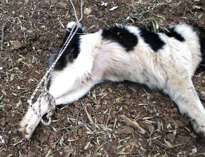 Λιβανάτες: Έδεσε απ’ τα πόδια σκυλάκι και το άφησε να πεθάνει