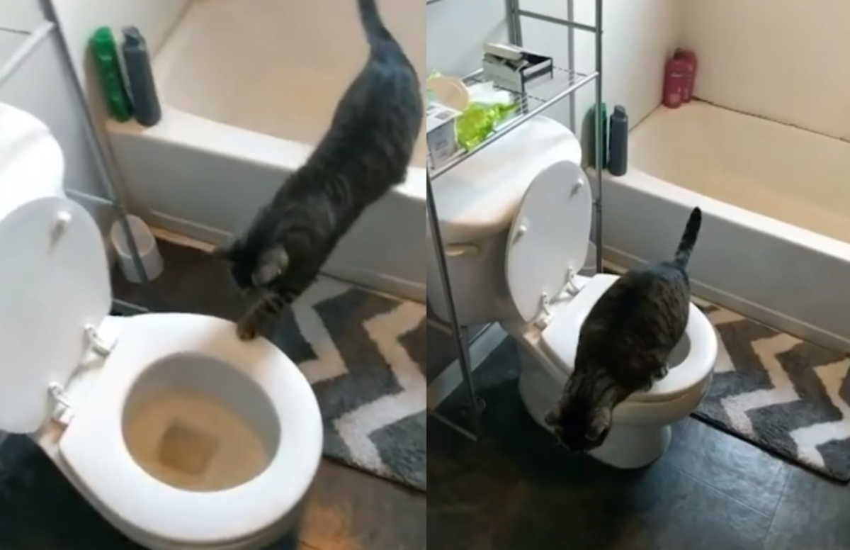 Γάτα χρησιμοποιεί άριστα τουαλέτα για να κάνει την ανάγκη της!