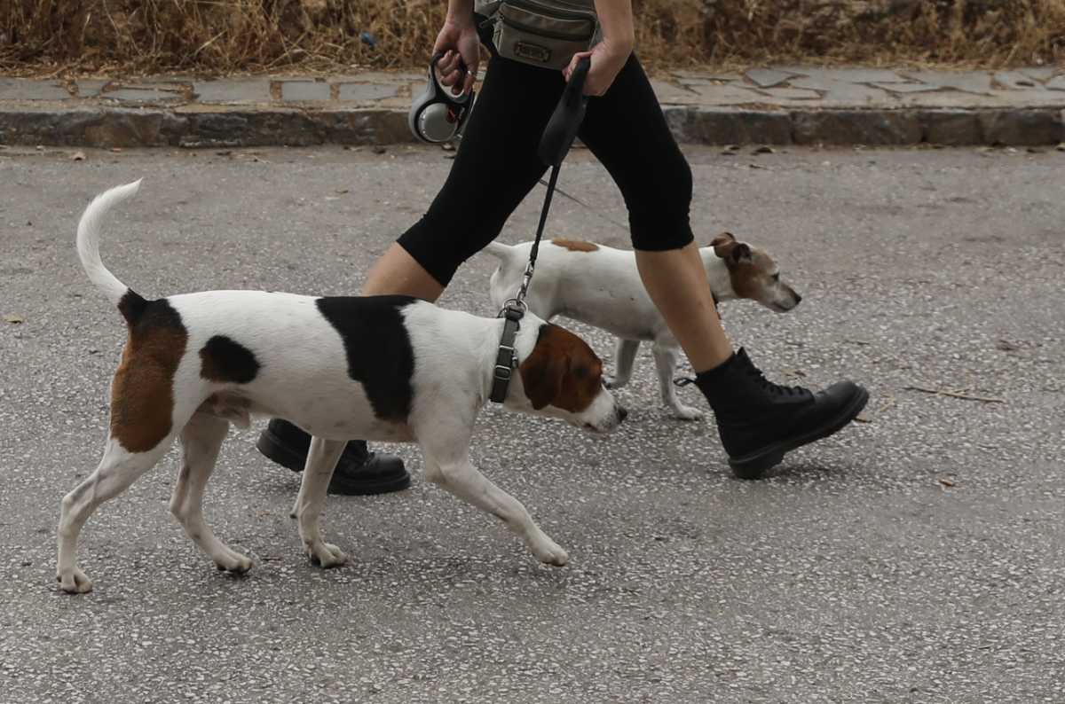 Στο “μικροσκόπιο” η υπόθεση με τα 8 πανάκριβα κυνηγόσκυλα που βρέθηκαν σε φορτηγό