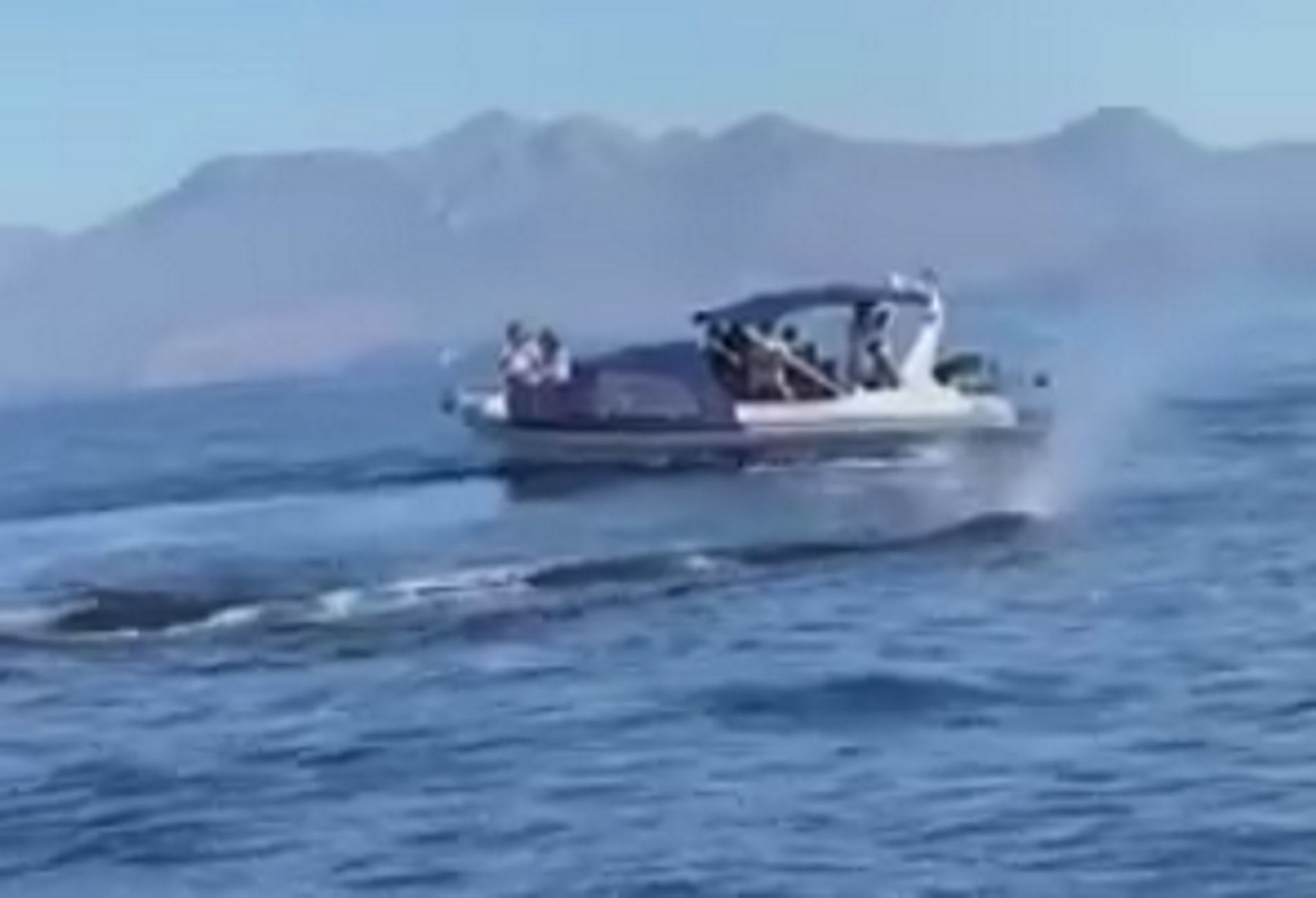 Λακωνία: Η στιγμή που πετάγεται μπροστά στο σκάφος τους μια φάλαινα 20 μέτρων! Πάγωσε η παρέα (Βίντεο)