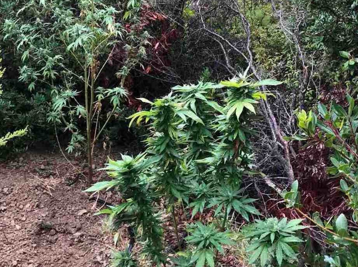 Φυτεία με δεκάδες δενδρύλλια κάνναβης εντοπίστηκε στην Καλαμάτα