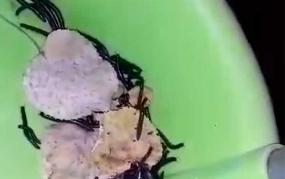 Κοζάνη: Εμφανίστηκαν χιλιάδες σκουλήκια στην Λευκόβρυση! (video)