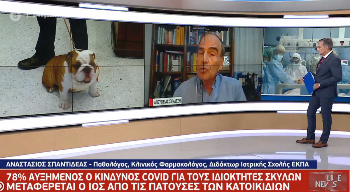 κατοικίδια κορονοϊός