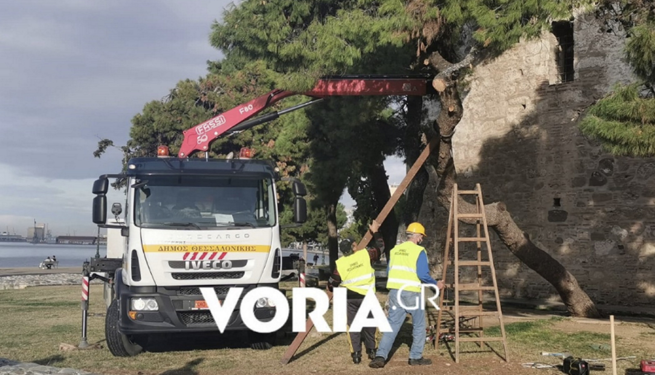 Θεσσαλονίκη: Καρέ καρέ η διάσωση υπεραιωνόβιου πεύκου