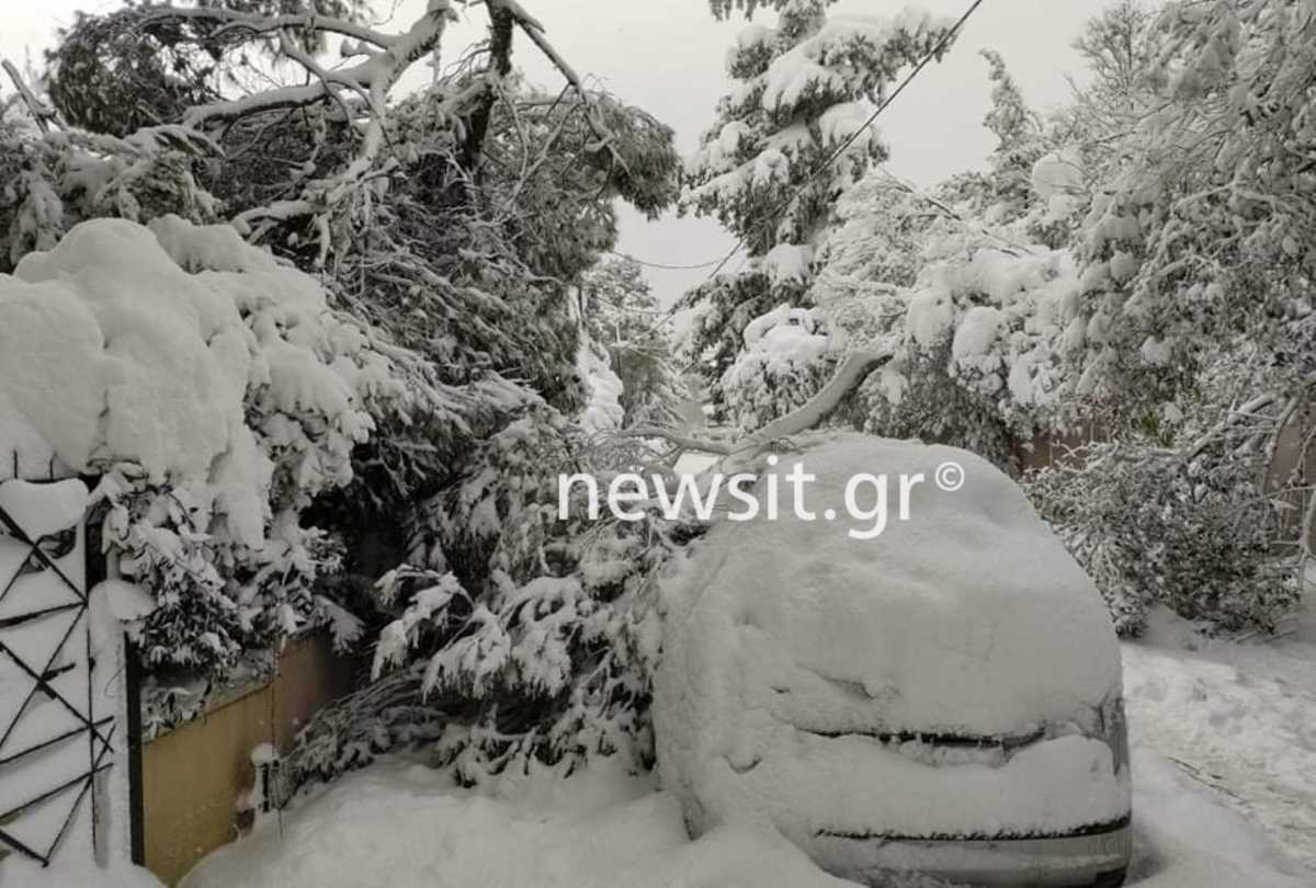 Καιρός – Κακοκαιρία Μήδεια: Δεκάδες πτώσεις δέντρων και σπίτια χωρίς ρεύμα (pics, video)