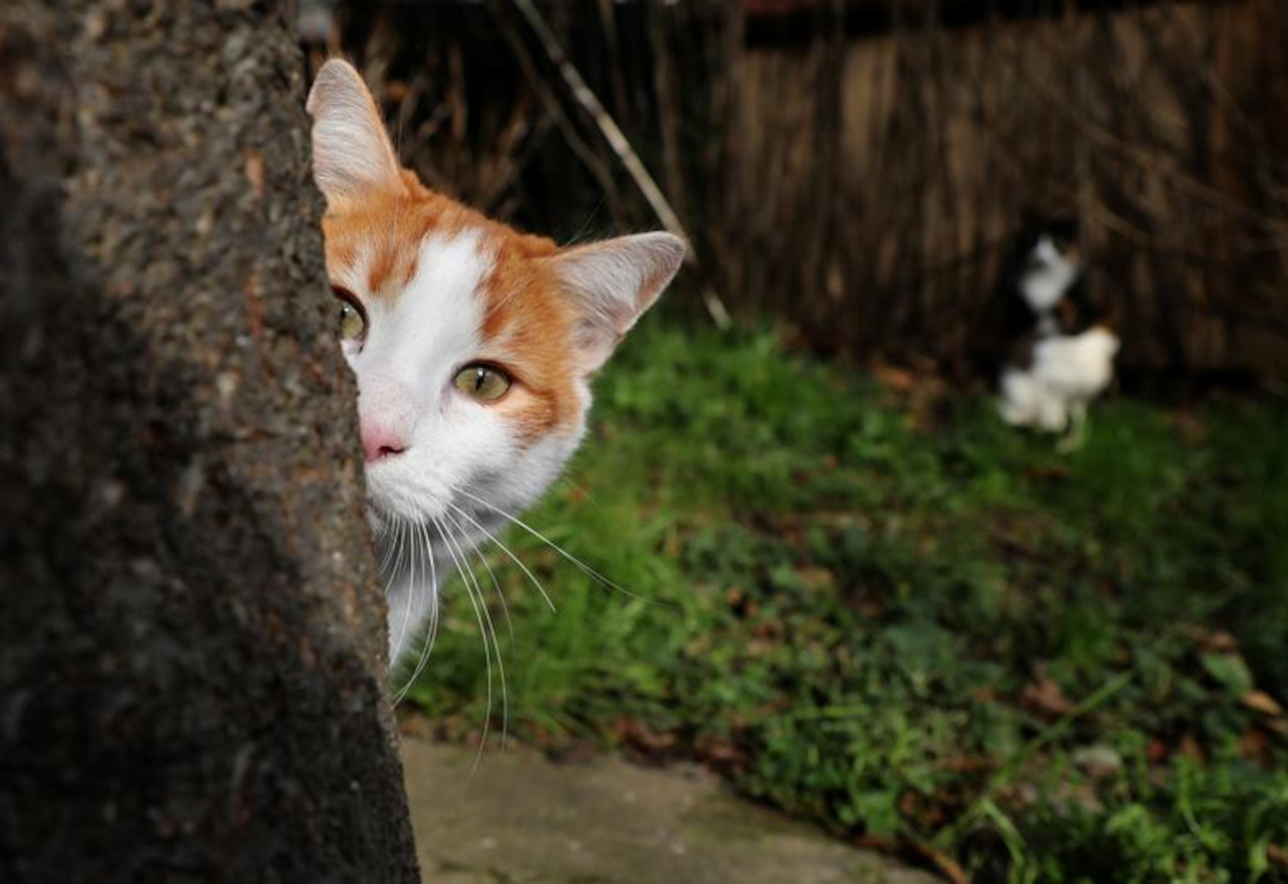 Ναύπακτος: Εκδίκηση με μια σφαίρα στο στήθος για την εκτέλεση γάτας – Οι εξηγήσεις του δράστη
