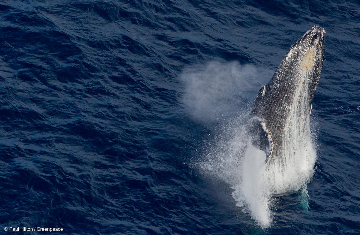 A Humpback whale breaks the surface as it heads south to Antarctica for the summer, September 30, 2012. Picture taken September 30, 2012. Paul Hilton