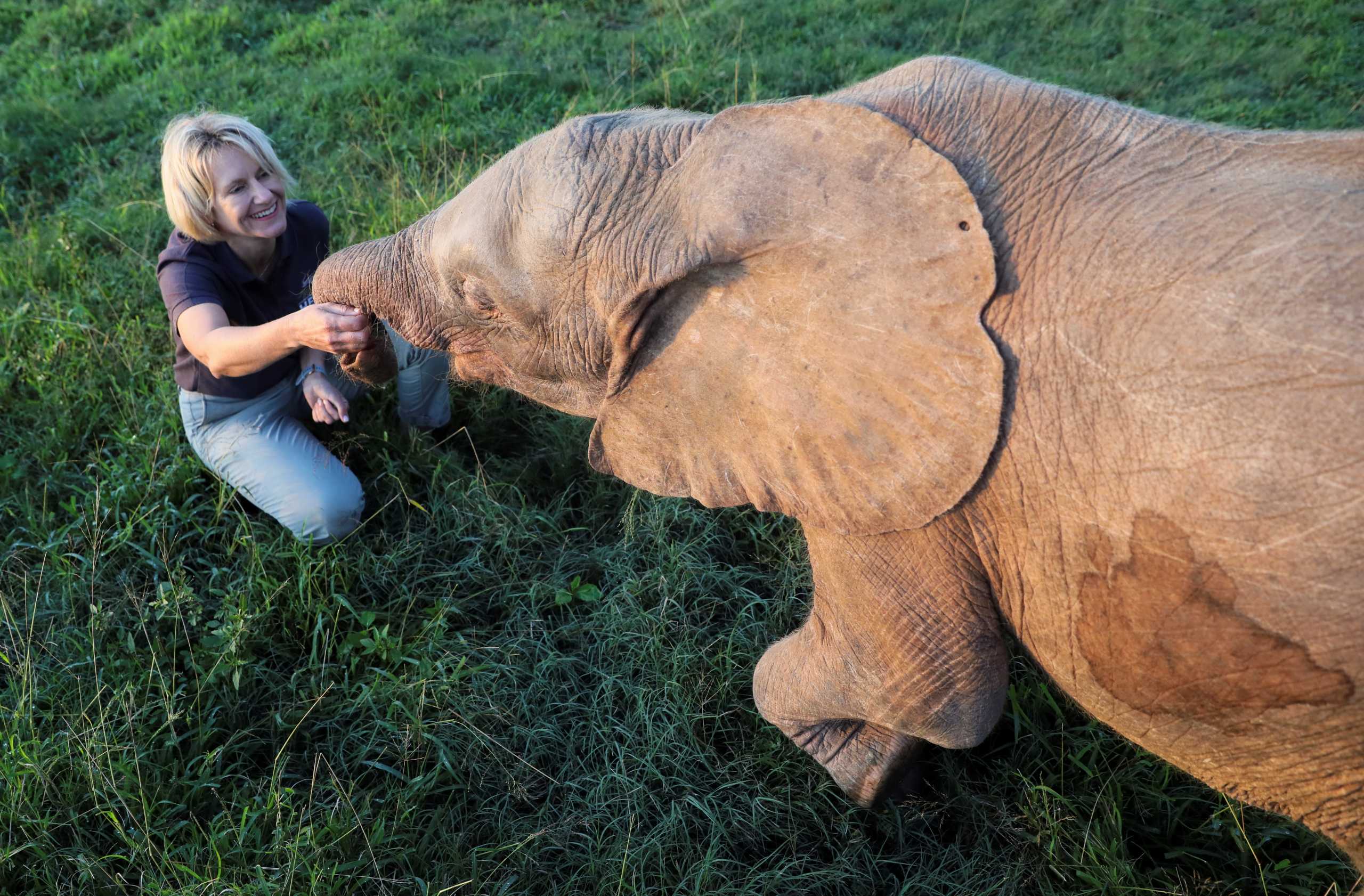 Νότια Αφρική: Αλμπίνα ελεφαντίνα επέζησε από την παγίδα των λαθροθηρών και μεγαλώνει σε καταφύγιο