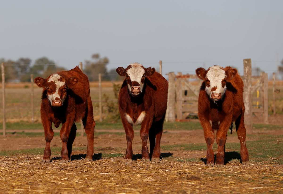Η Αργεντινή σταματά για έναν μήνα τις εξαγωγές βοδινού κρέατος