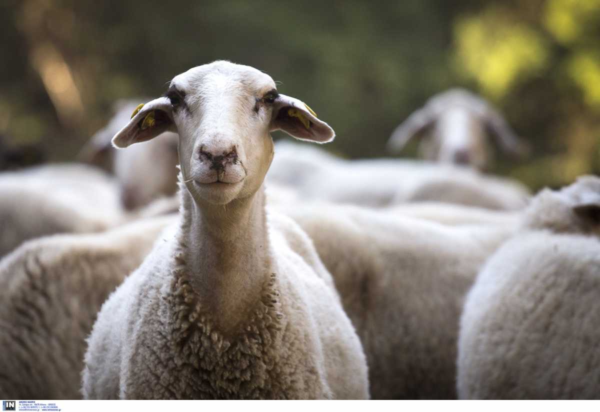 Κρήτη: Μαλλιοτραβήγματα, μαγκουριές και συλλήψεις για ένα πρόβατο