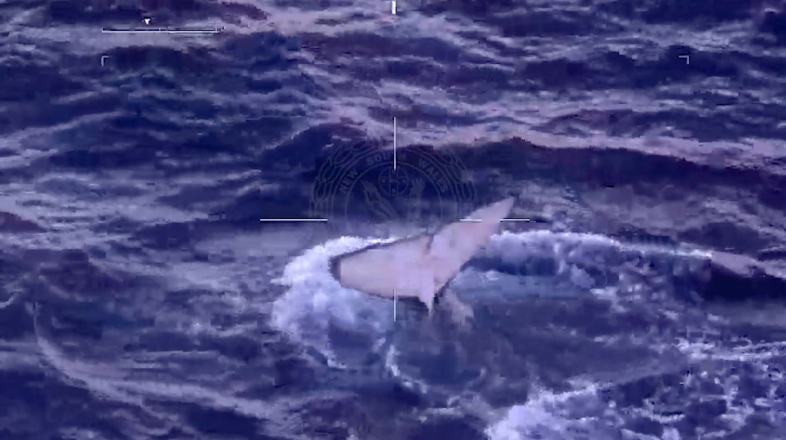 Αυστραλία: Περιπετειώδης απελευθέρωση φάλαινας που είχε πιαστεί σε δίχτυα (pics, vid)