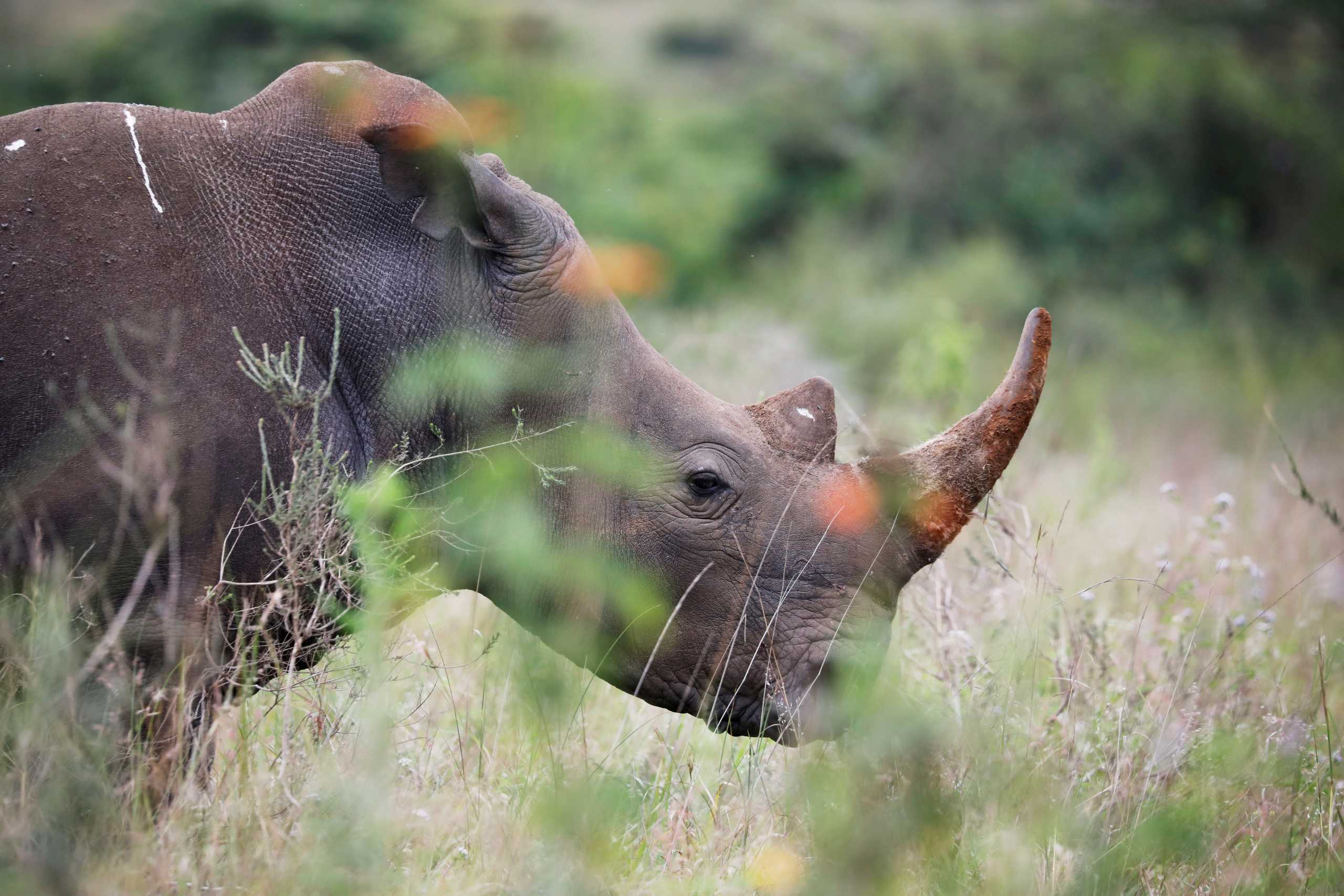 Ινδονησία: Εντοπίστηκαν δύο σπάνιοι ρινόκεροι της Ιάβας – Είναι μόνο 73 (pics)
