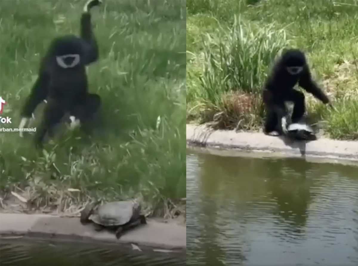 Η μαϊμού που σπάει πλάκα με… αθώες χελώνες
