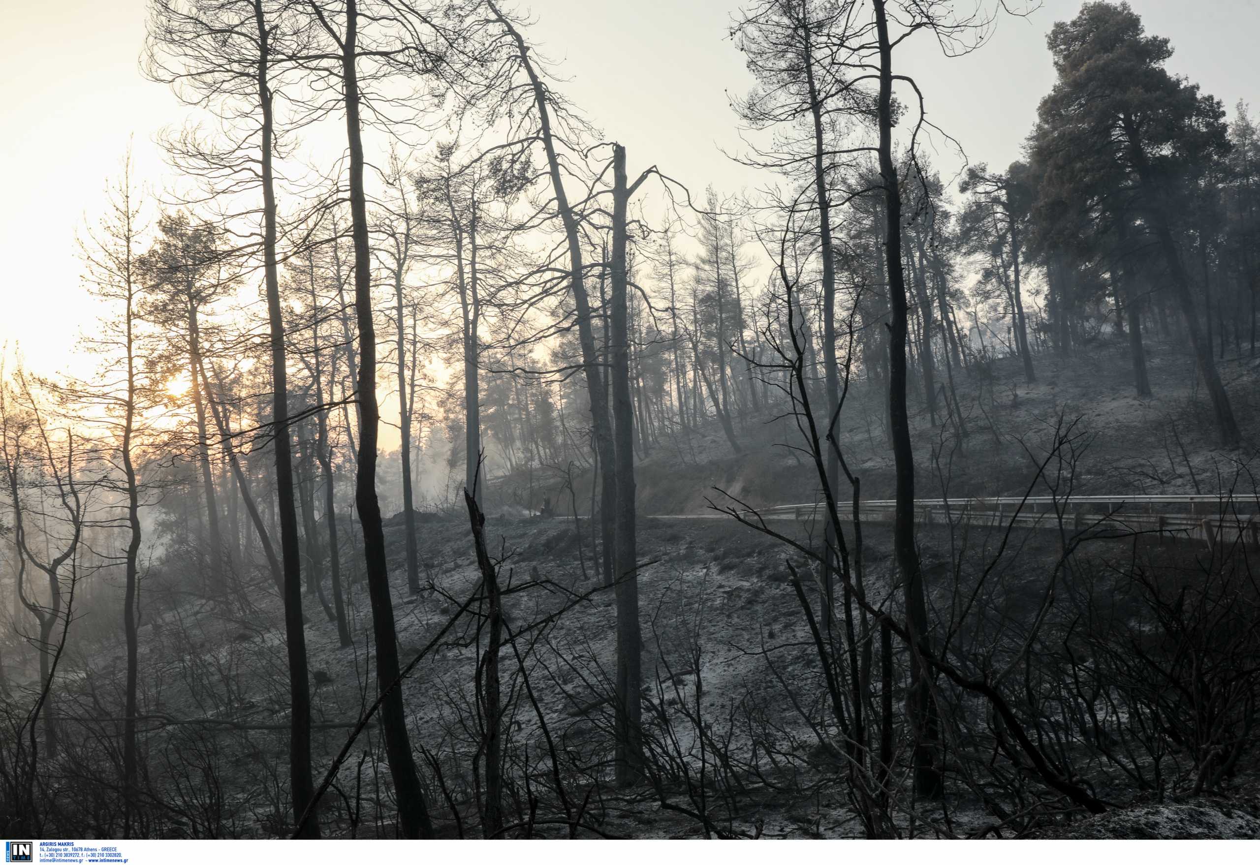 Φωτιά στην Εύβοια: Πώς θα υποβληθούν οι δηλώσεις αναστολών από τις επιχειρήσεις των πυρόπληκτων περιοχών