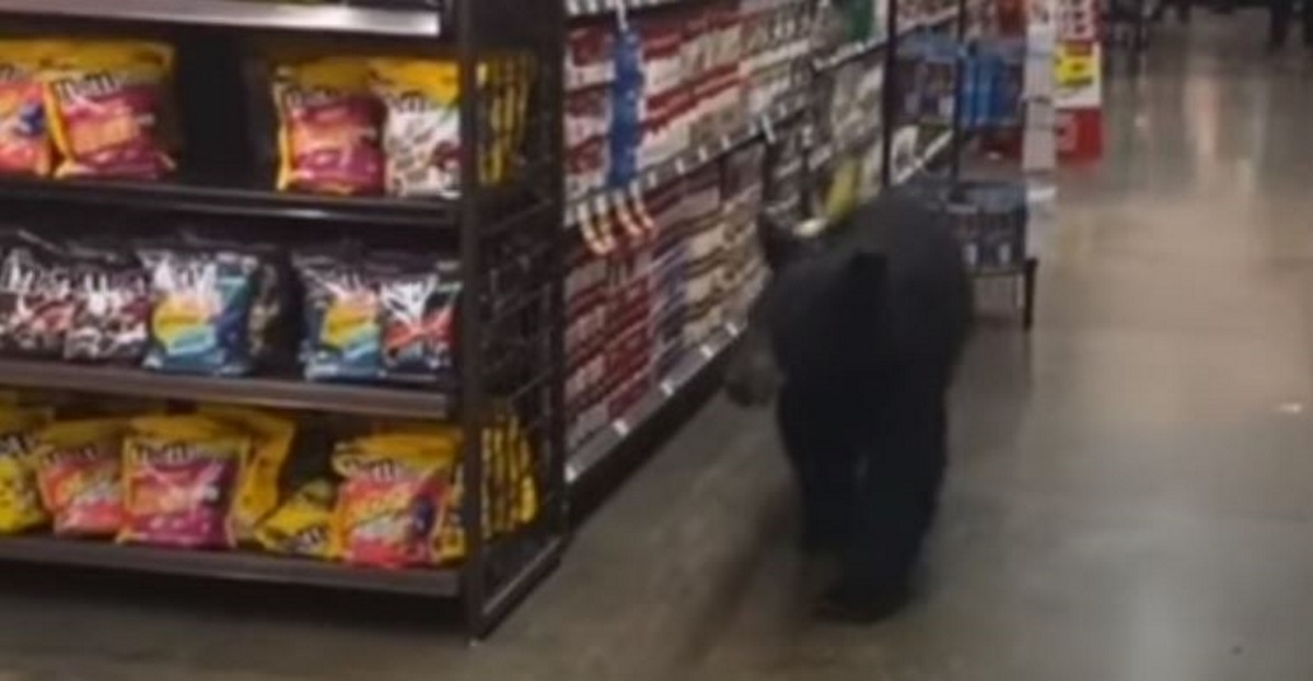 Viral βίντεο: Αρκούδα μπήκε σε σούπερ μάρκετ στο Λος Άντζελες να «ψωνίσει»