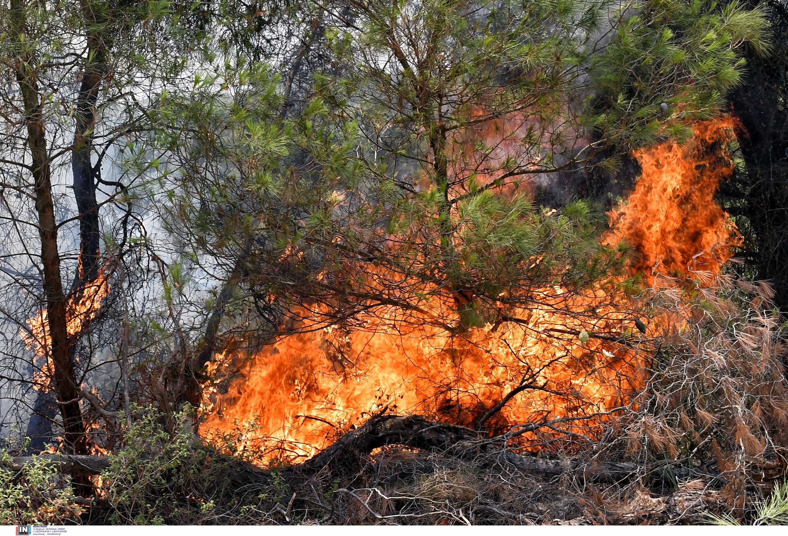Μεγάλη φωτιά και στην περιοχή των Καλαβρύτων – Ζητούν βοήθεια και από εναέρια μέσα