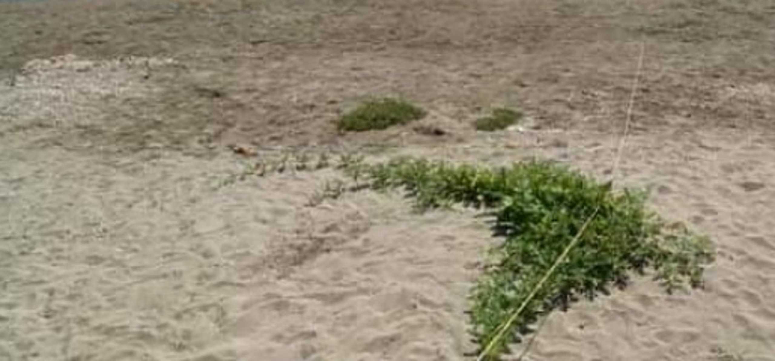 Κρήτη: Φύτρωσε καρπουζιά στην άμμο ελάχιστα μέτρα από τη θάλασσα
