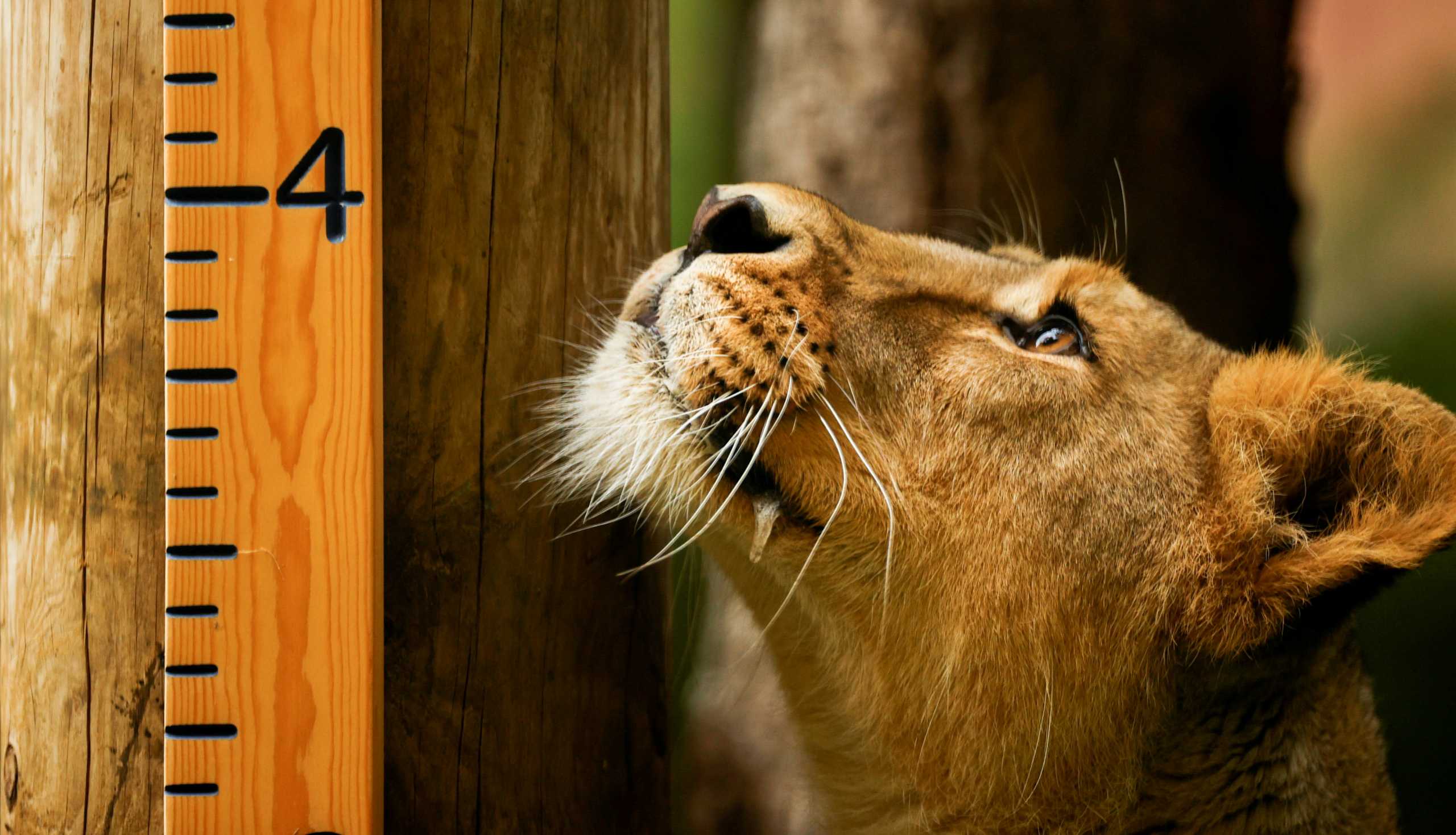 ΗΠΑ: 6 λιοντάρια και 3 τίγρεις με κορονοϊό στον ζωολογικό κήπο της Ουάσιγκτον