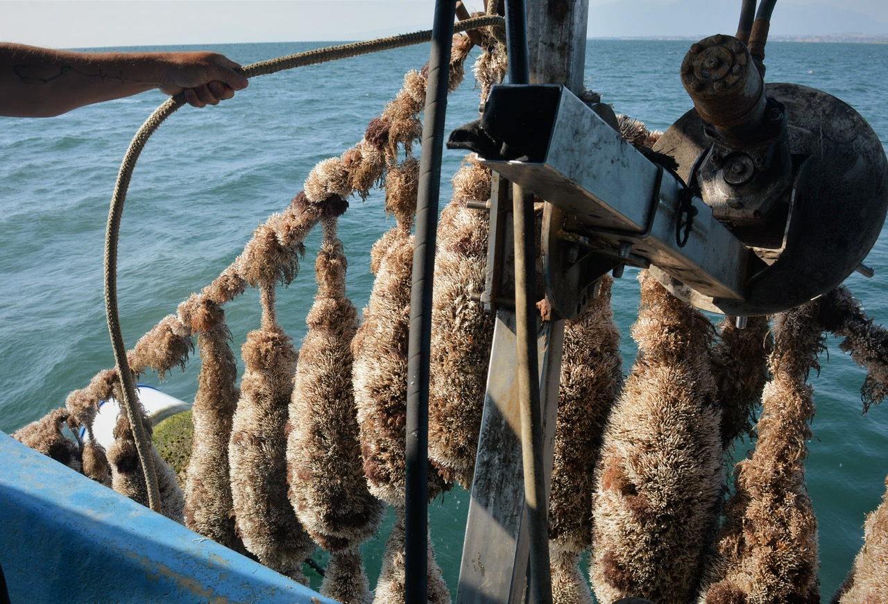 Μεγάλη καταστροφή στις μυδοκαλλιέργειες του Θερμαϊκού από τις υψηλές θερμοκρασίες (pics)