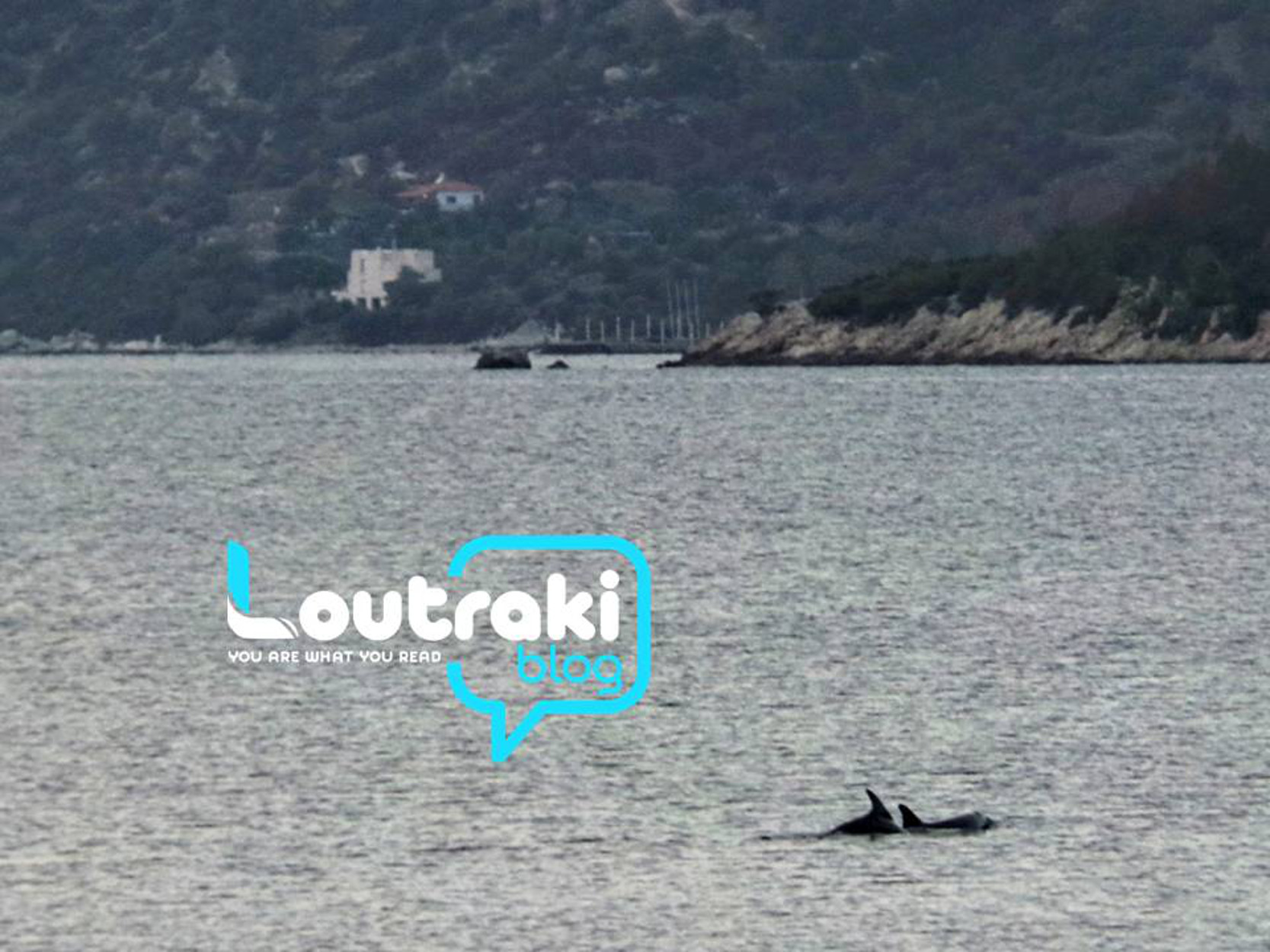 Λουτράκι: Υπέροχο θέαμα με 4 δελφίνια να κολυμπούν