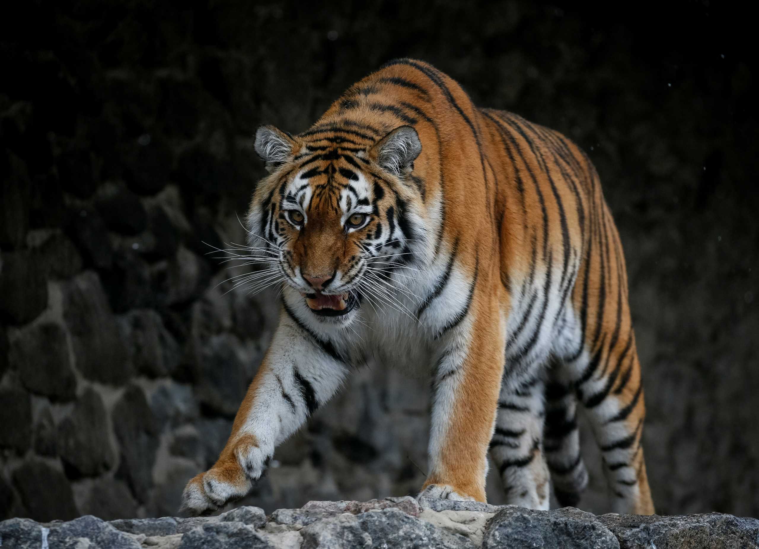 A tiger is seen in the city zoo in Kyiv, Ukraine March 3, 2022. REUTERS