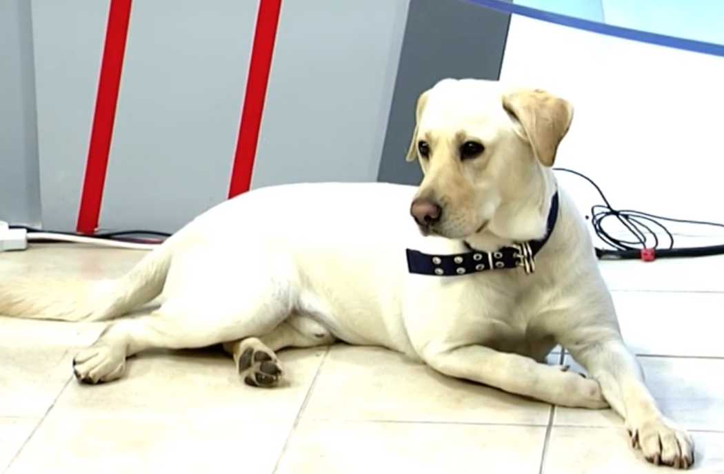 Αχιλλέας Μπέος: Ο σκύλος που έγινε σκιά του – Τον ακολουθεί πλέον σε κάθε του βήμα και γίνεται viral