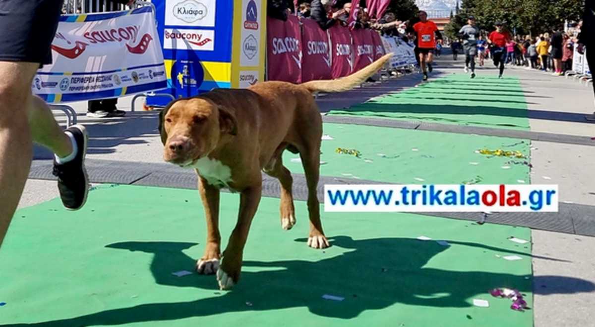 Τρίκαλα: Του βγήκε η γλώσσα – Αυτός είναι ο σκύλος που έτρεξε 21 χιλιόμετρα και βρέθηκε σε άλλη πόλη