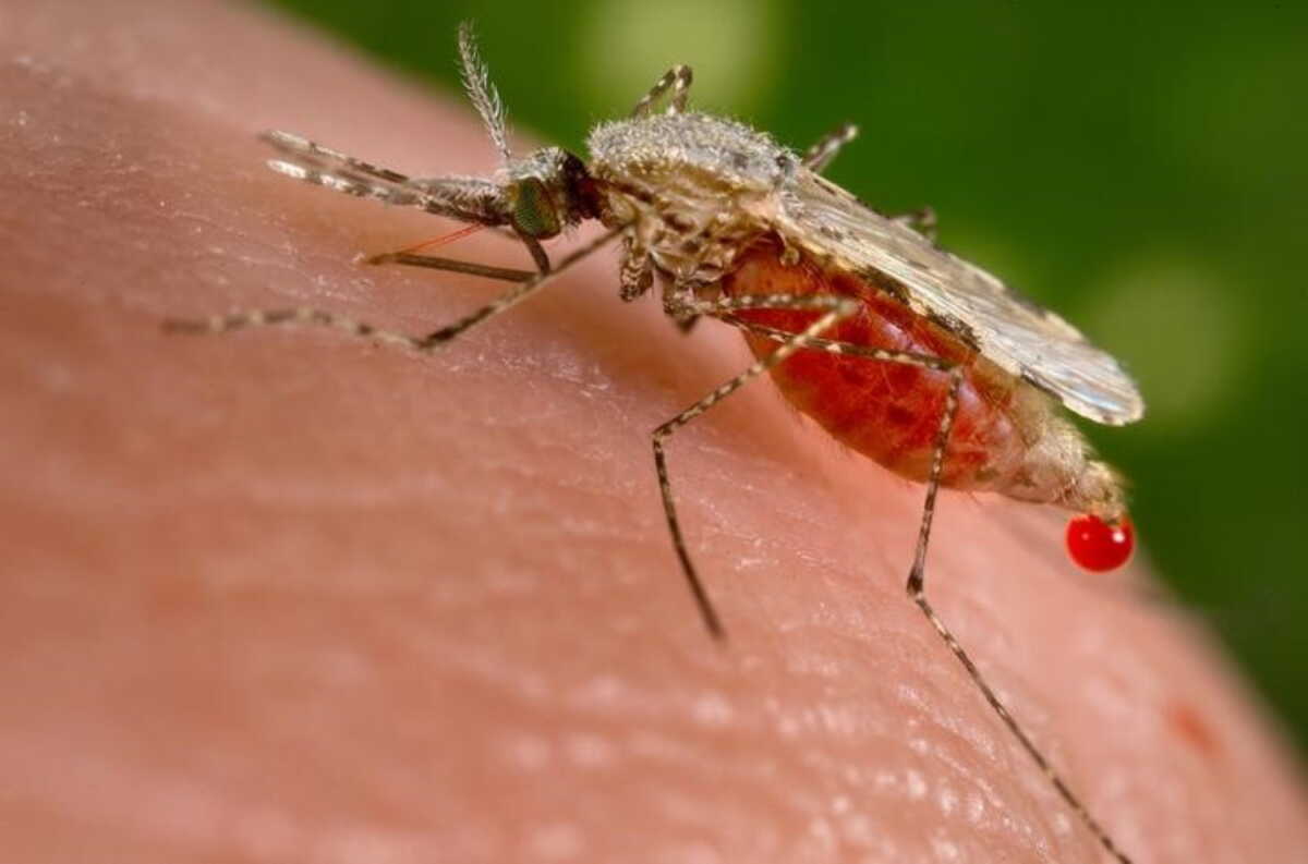 Ελονοσία: Αυξάνεται ο κίνδυνος εμφάνισής της στην Ελλάδα έως το 2050 λόγω κλιματικής αλλαγής