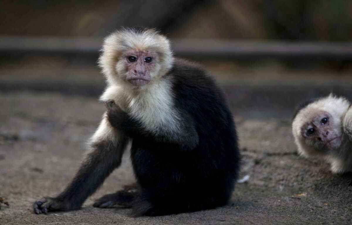 Μαϊμούδες ζωολογικού κήπου απέκτησαν το δικό τους Netflix