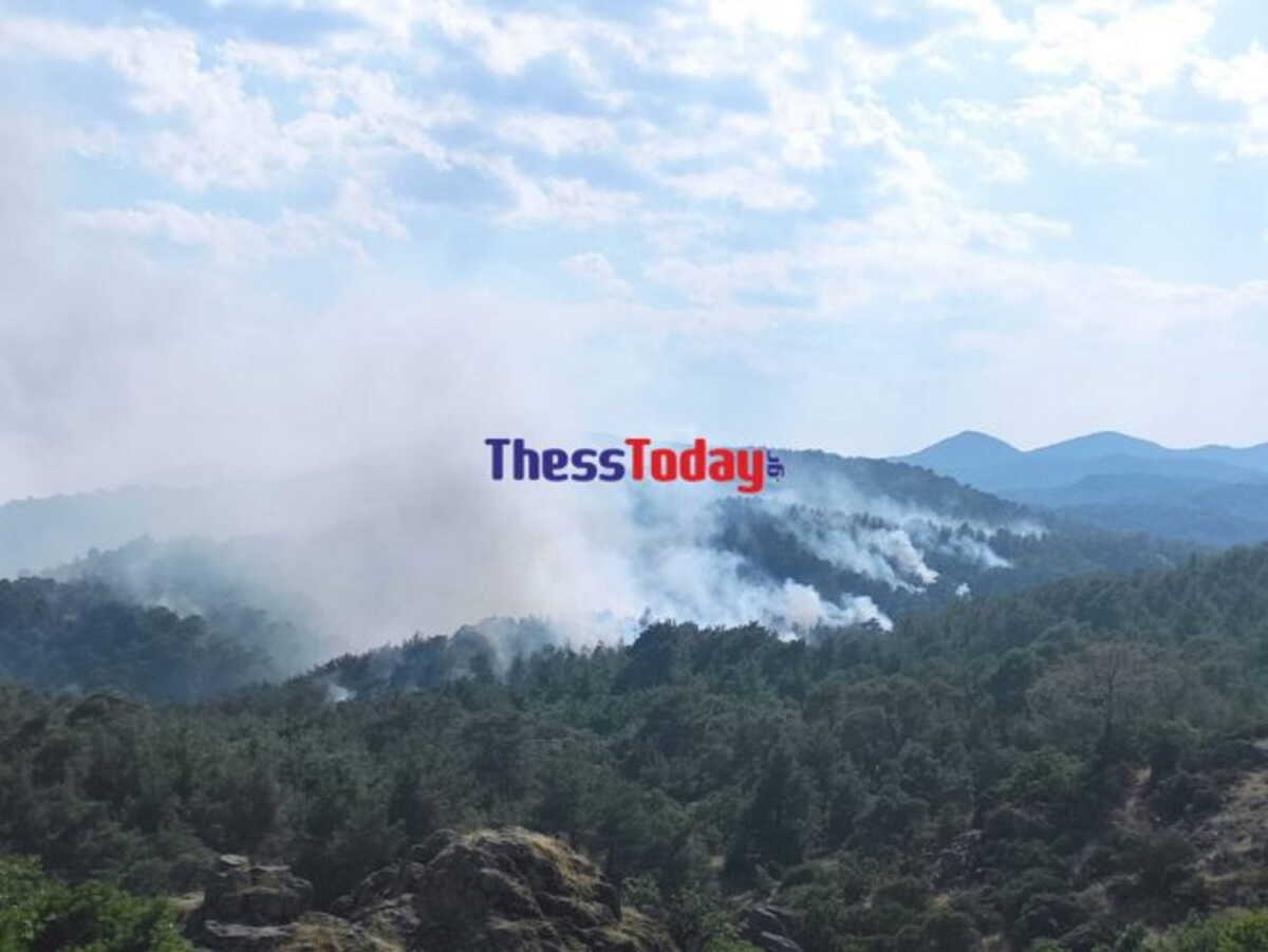 Φωτιά στον Έβρο: Στάχτη γίνονται σχεδόν 8.000 στρέμματα του Δάσους της Δαδιάς