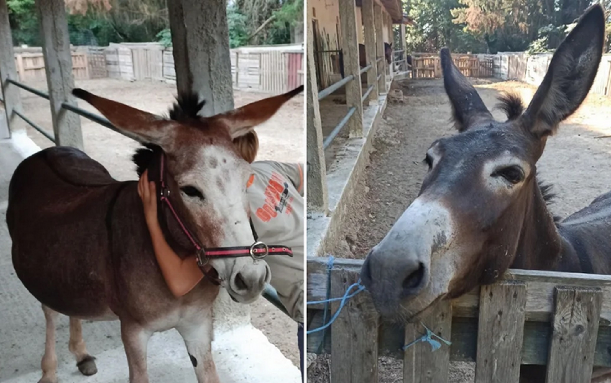 Κέρκυρα: Έκλεψαν τα γαϊδουράκια από το «Χαμόγελο του Παιδιού» – Δάκρυα από παιδιά που έπαιζαν μαζί τους