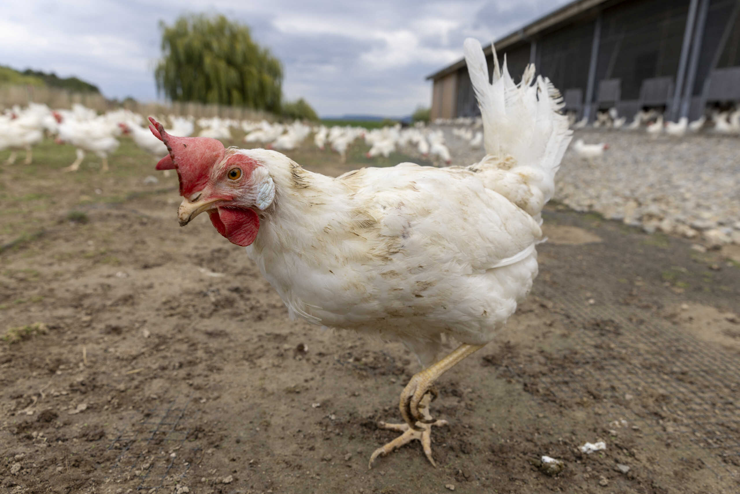 Η Ολλανδία θα σφάξει άλλα 300.000 πουλερικά λόγω της γρίπης των πτηνών