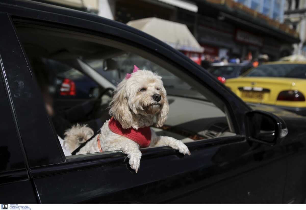 Πάτρα: Τον δάγκωσε σκύλος μέσα από αυτοκίνητο – Κακός χαμός στο κέντρο με φωνές και ύβρεις