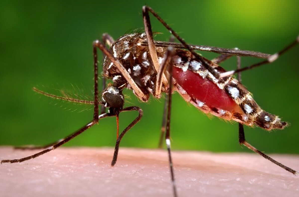 Ιός του Δυτικού Νείλου: Ανησυχία γιατί αυξήθηκαν οι πληθυσμοί των κουνουπιών στη Βόρεια Ελλάδα