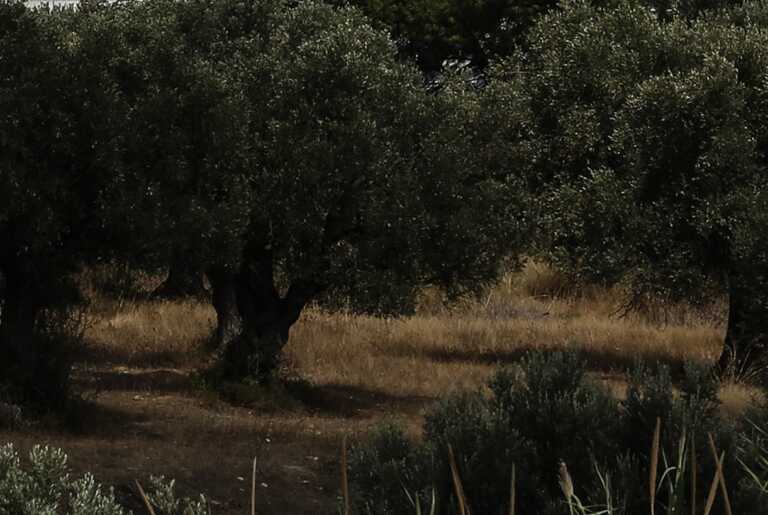 Μυστήριο στην Αρκίτσα: Καμένο πτώμα βρέθηκε σε χωράφι με ελαιόδεντρα