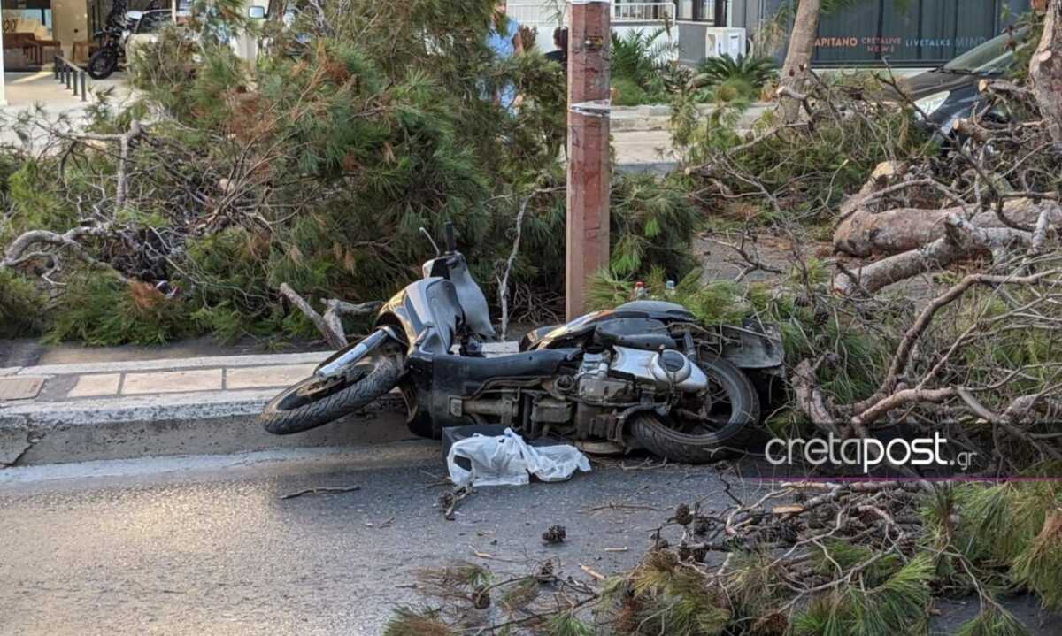 Ηράκλειο: Αποζημίωση 1 εκατ. ευρώ ζητά οικογένεια 51χρονου που τον καταπλάκωσε πεύκο