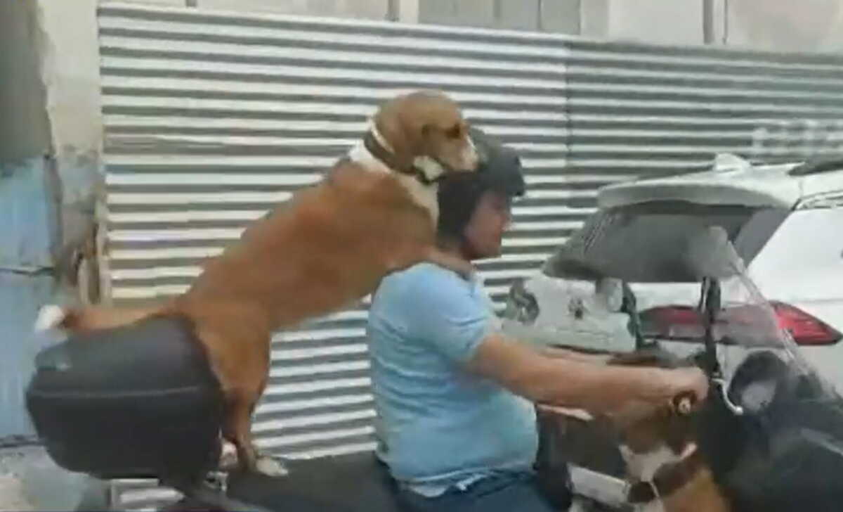 Χανιά: Ο 47χρονος που ανέβηκε τρικάβαλο με δύο σκυλιά στο μηχανάκι μιλά στο Live News – Τι είπε για το πρόστιμο των 1.500 ευρώ