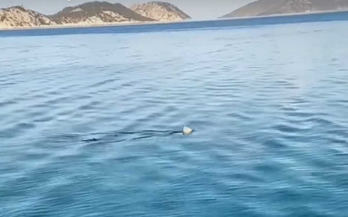 Κορινθιακός κόλπος: Καρχαρίας κόβει βόλτες στα ρηχά – Βίντεο με το πτερύγιο να σκίζει τα νερά