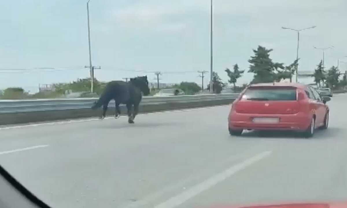 Χαλκιδική: Άλογα βγήκαν σε αυτοκινητόδρομο στα Νέα Μουδανιά και προκάλεσαν κυκλοφοριακό χάος