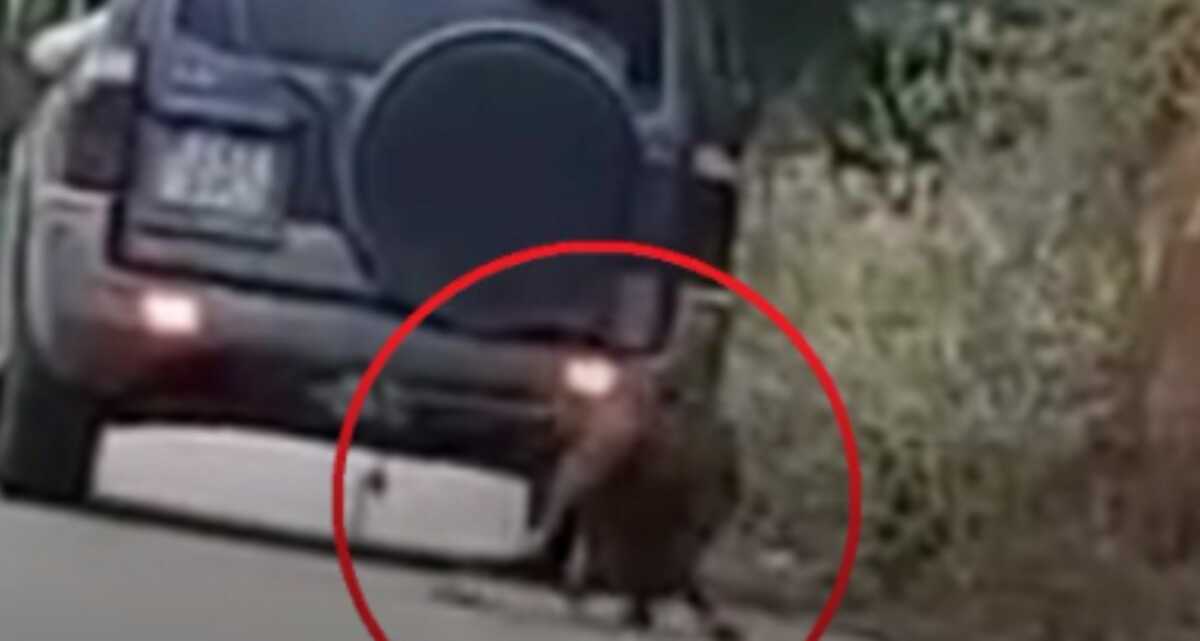Ζάκυνθος: Έδεσε και έσερνε κατσίκα με το αυτοκίνητο που οδηγούσε – Βίντεο