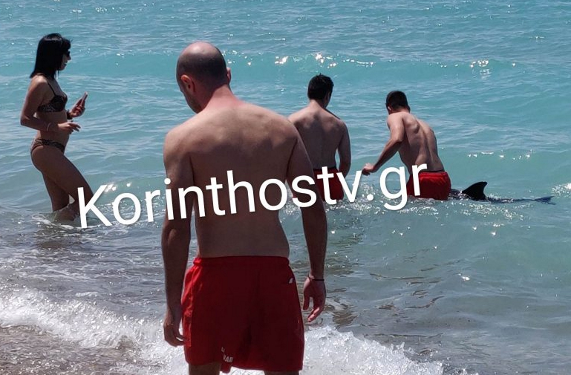 Κόρινθος: Βούτηξαν στη θάλασσα για να σώσουν δελφίνι – Δείτε τις εικόνες στην παραλία