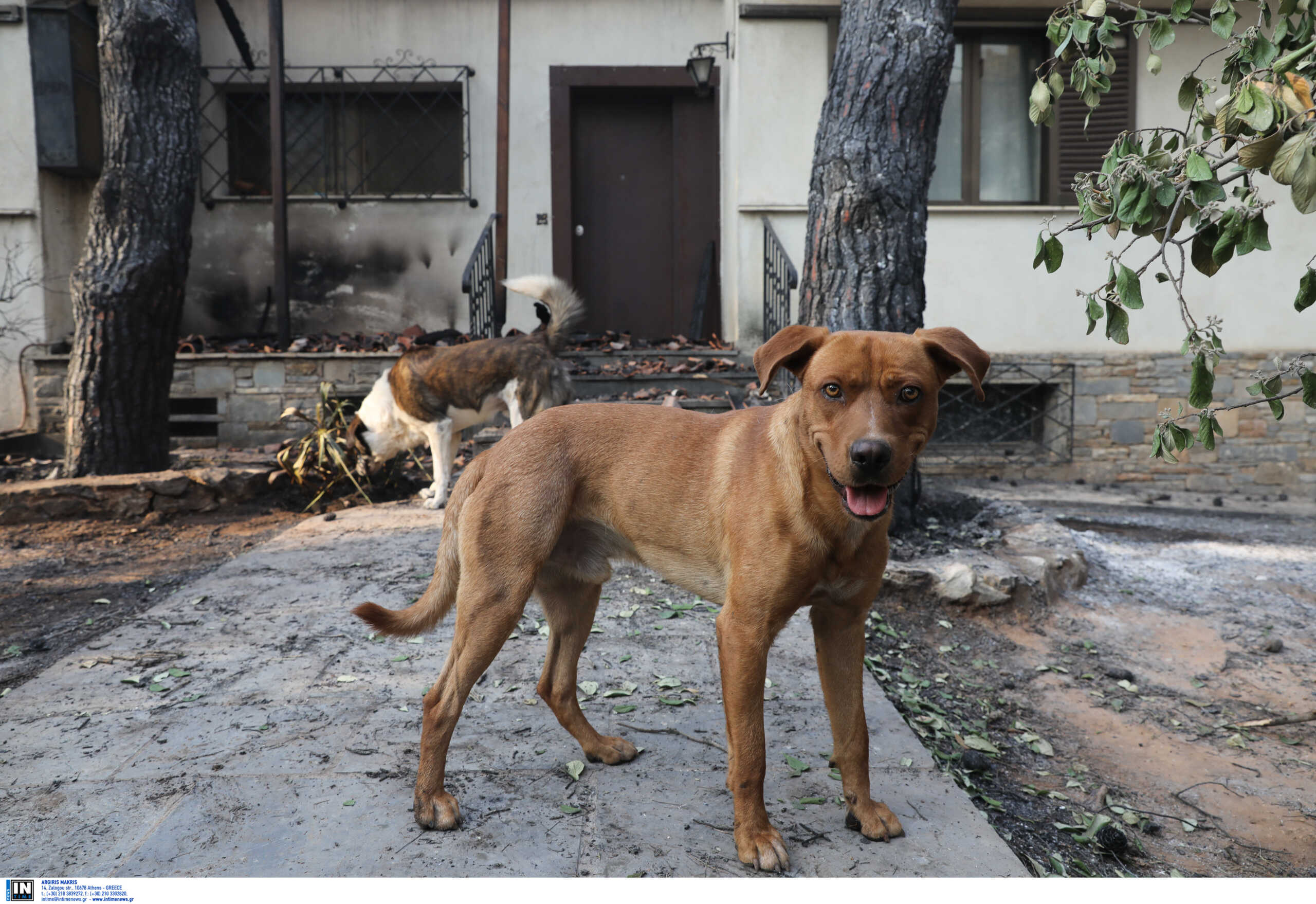 Φωτιά στο Νέο Κουβαρά: Κάηκε καταφύγιο ζώων – Γλίτωσαν ελάχιστα