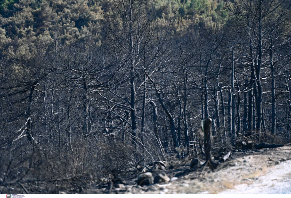 Πώς τα μεσογειακά δάση ξαναγεννιούνται από τις στάχτες τους – Οι μηχανισμοί επιβίωσης και τα απαραίτητα έργα
