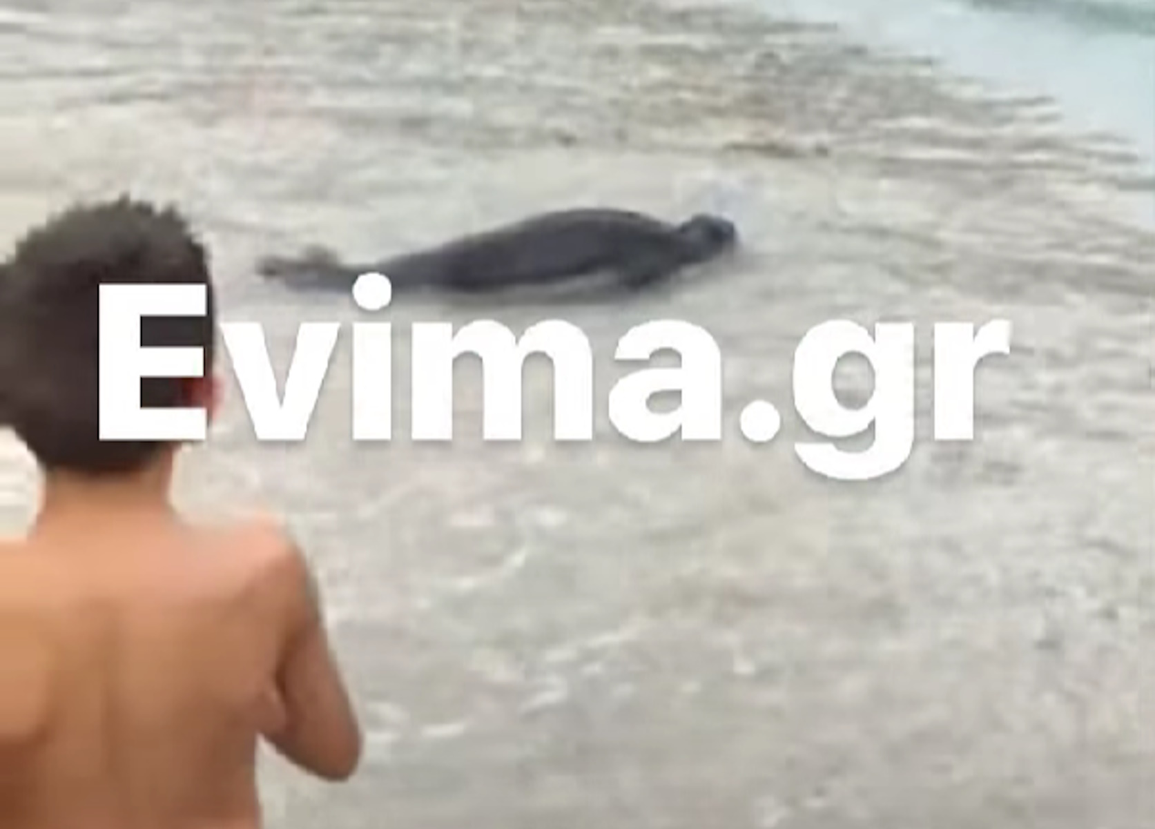 Εύβοια: Viral η ναζιάρα φώκια – Έκανε το μπάνιο της και σε άλλη παραλία τρελαίνοντας μικρούς και μεγάλους